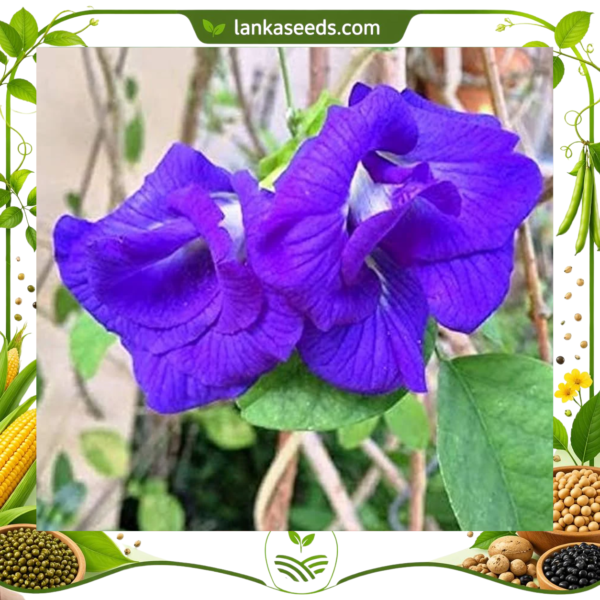 Blue Clitoria Seeds (10 pcs) – Buy Online Sri Lanka | Lankaseeds