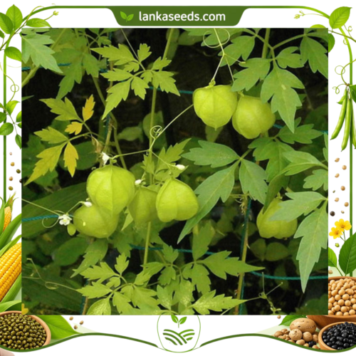 Balloon Vine Seeds (10 pcs) – Buy Online Sri Lanka | Lankaseeds
