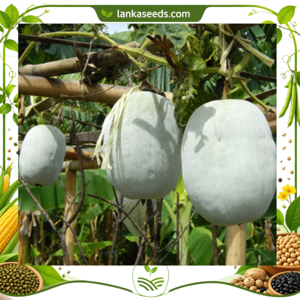 Ash Gourd Seeds (10 pcs) – Buy Online Sri Lanka | Lankaseeds