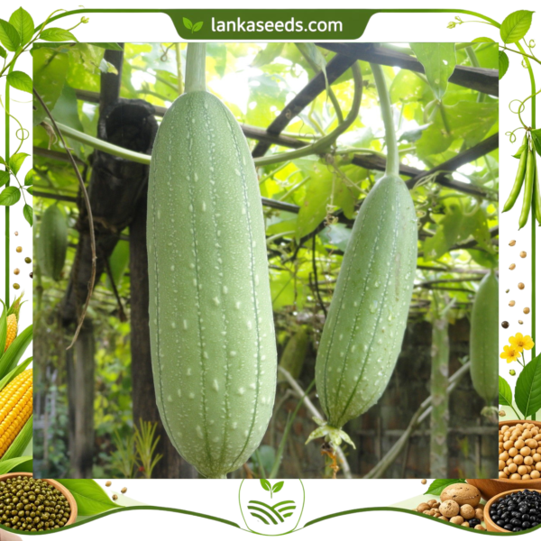 Sponge Gourd Seeds (10 pcs) – Buy Online Sri Lanka | Lankaseeds