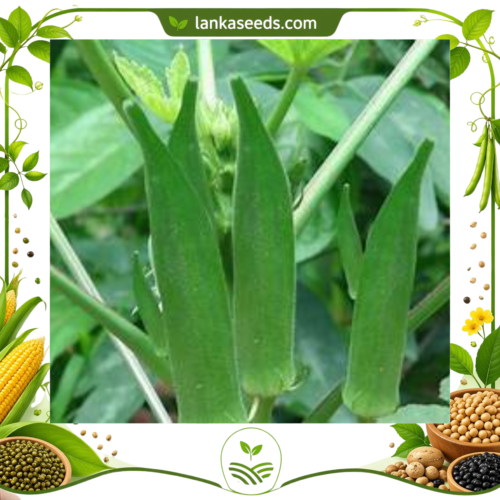Heirloom Okra Seeds – High-Yield Non-GMO Vegetable Seeds for Home Gardening