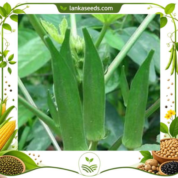 Untitled design (5) Heirloom Okra Seeds – High-Yield Non-GMO Vegetable Seeds for Home Gardening