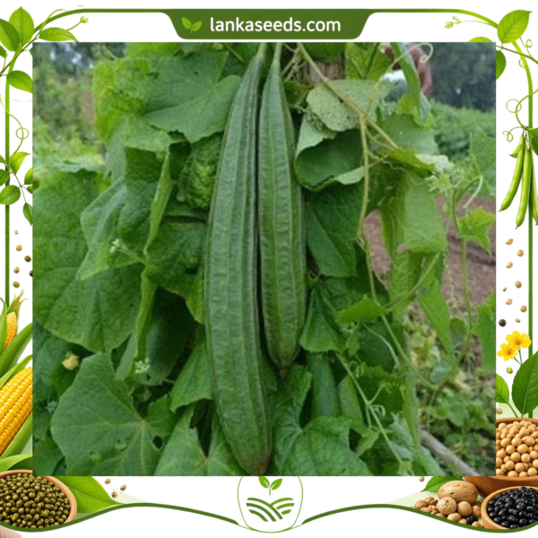 Ridge Gourd Seeds (10 pcs) – Buy Online Sri Lanka | Lankaseeds