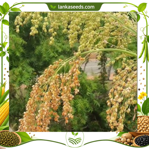 Swayanjatha Traditional Rice Seeds (10 pcs) – Buy Online Sri Lanka | Lankaseeds