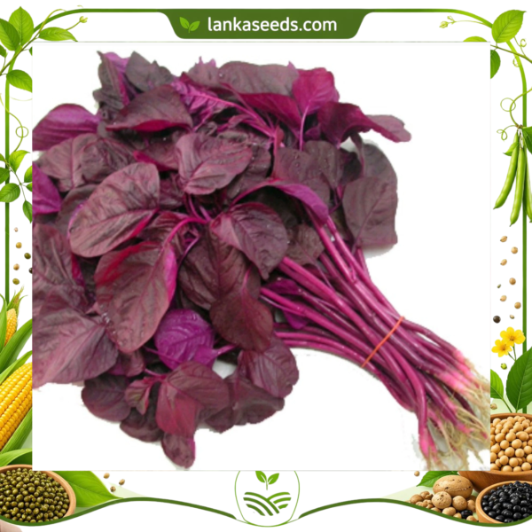 Red Amaranth Seeds (50 pcs) – Buy Online Sri Lanka | Lankaseeds