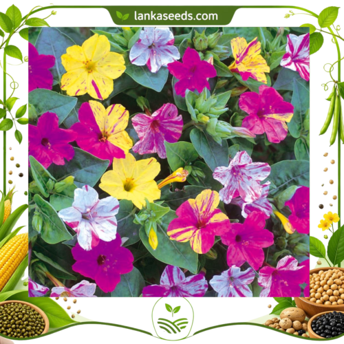 Mirabilis Seeds (10 pcs) – Buy Online Sri Lanka | Lankaseeds