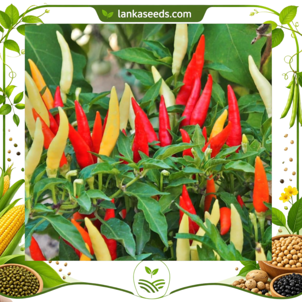 Bird eye chilli Capsicum Seeds (20 pcs) – Buy Online Sri Lanka | Lankaseeds