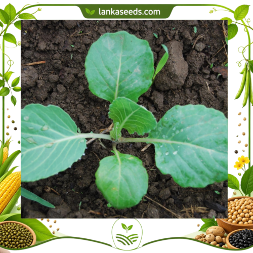 Leaf Cabbage Seeds (20 pcs) – Buy Online Sri Lanka | Lankaseeds
