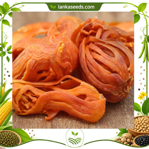 Mace Spice – Premium Sri Lankan Mace