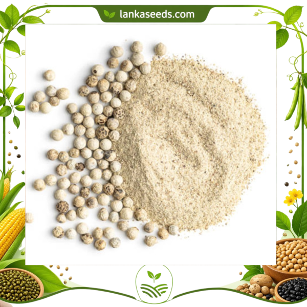 White Pepper Powder – Mild & Aromatic