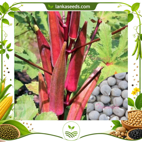 Red Okra Seeds – Premium Exotic Vegetable Seeds for Home Gardening