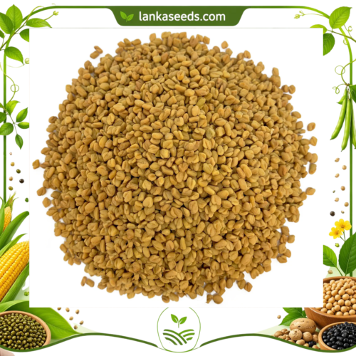Fenugreek Seeds – Traditional Sri Lankan Spice