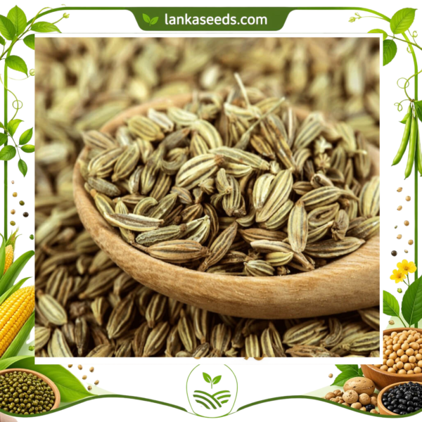 Fennel Seeds – Sweet & Aromatic Spice