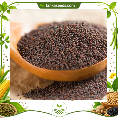 Mustard Seeds – Fresh Sri Lankan Spice