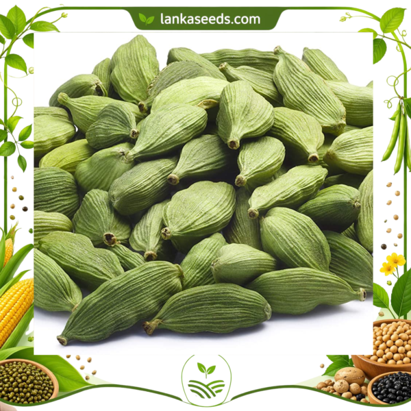 Green Cardamom Pods – Premium Quality