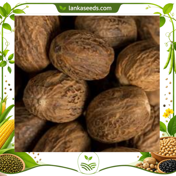 Whole Nutmeg – Premium Sri Lankan Spice