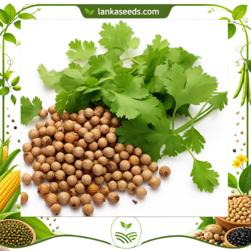 Coriander Seeds – Fresh & Aromatic