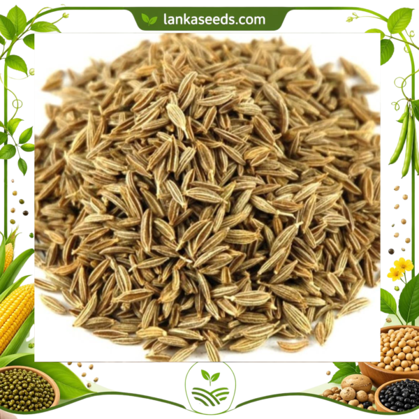 Cumin Seeds – Premium Sri Lankan Spice