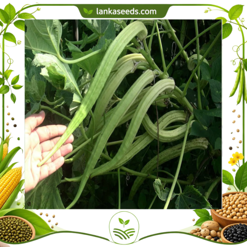 Elephant Tusk Okra Seeds – Long Pod High-Yield Okra Variety for Farming & Gardening