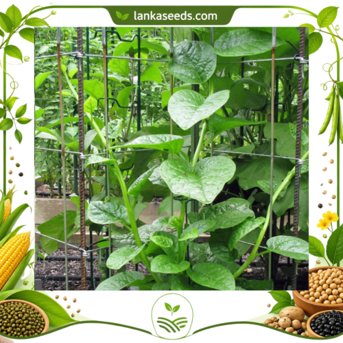 Spinach Seeds – Fast-Growing Leafy Green Vegetable Seeds for Home Gardening