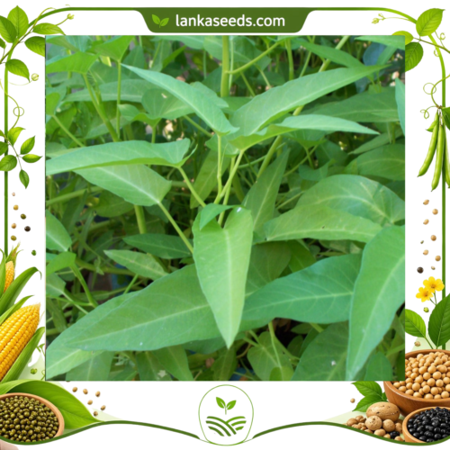 Water Spinach Seeds (Kankun) – Fast-Growing Aquatic Leafy Vegetable Seeds